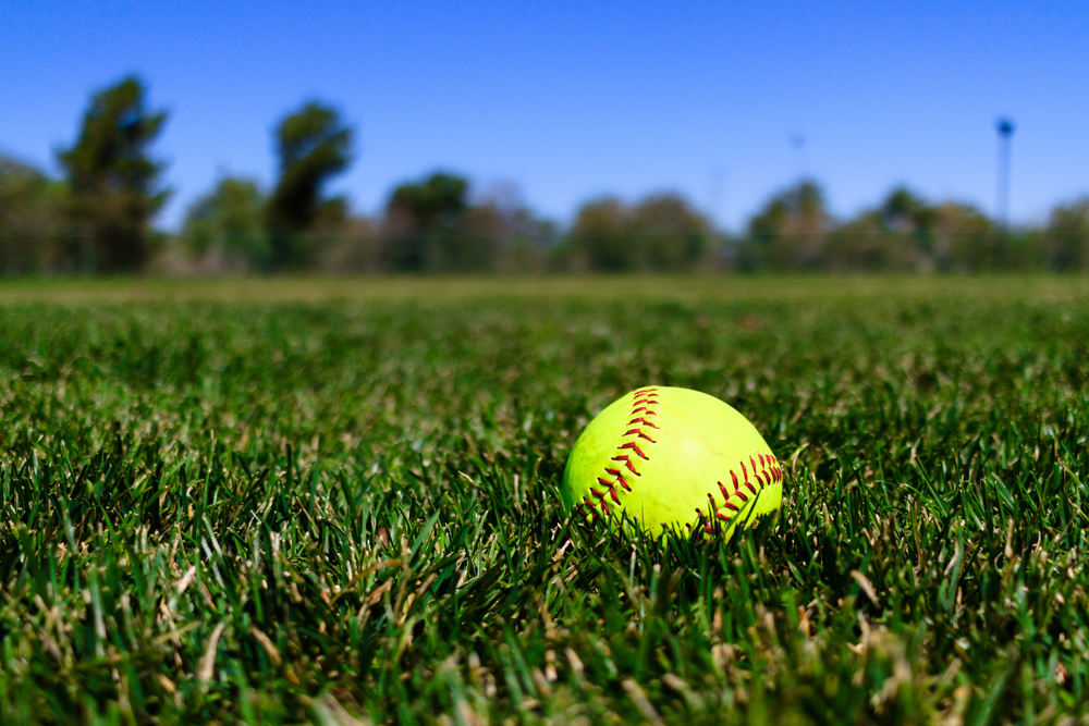 Dog and cat playing on artificial grass - Orion Turf and Landscape